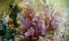 Dasya iridescens