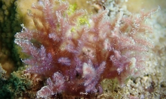 Dasya iridescens