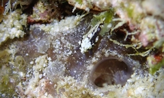 Colpodaspis thompsoni