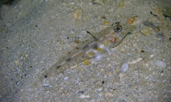 Fusigobius duospilus