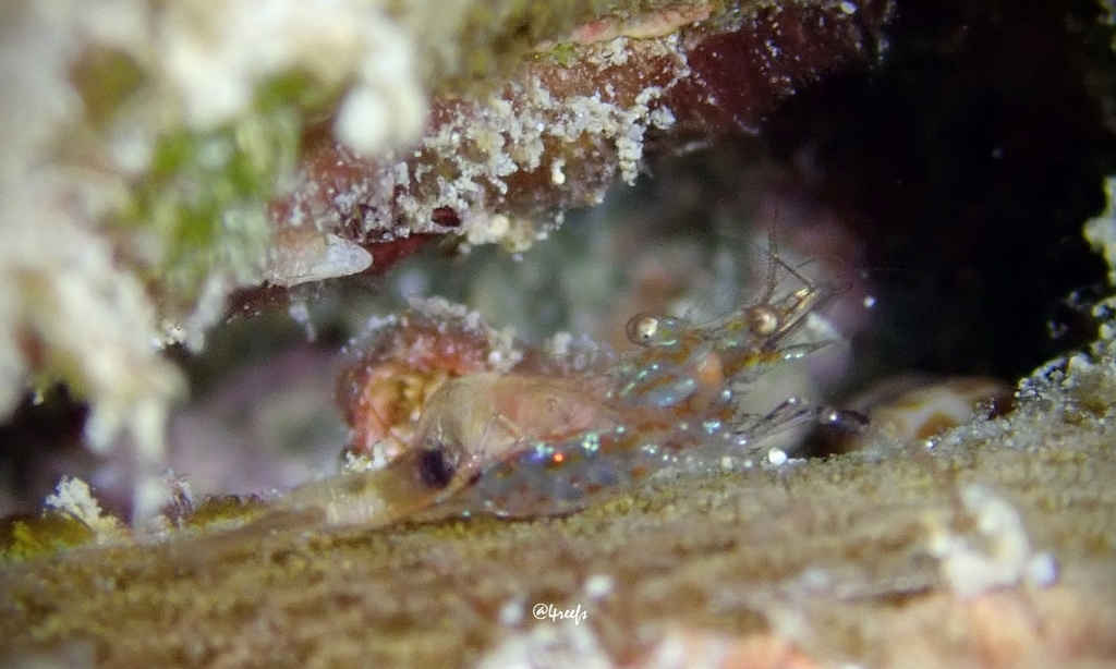 Periclimenes diversipes