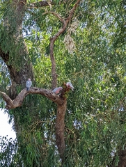 Eolophus roseicapilla