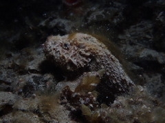 Paraploactis intonsa