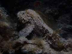 Paraploactis intonsa