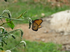 Danaus chrysippus dorippus