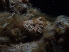 Paraploactis intonsa