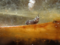 Aglajidae