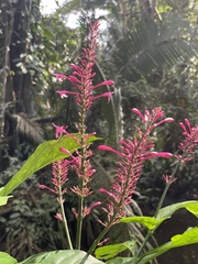 Odontonema callistachyum