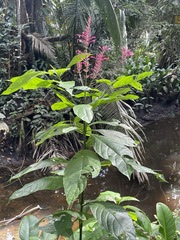 Odontonema callistachyum