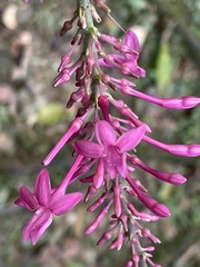 Odontonema callistachyum