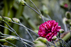 Dianthus caryophyllus