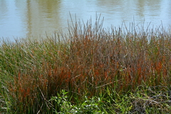 Eleocharis interstincta