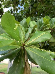 Terminalia catappa image