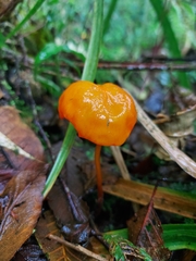 Hymenogloea papyracea