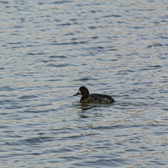 Aythya affinis