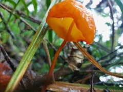 Hymenogloea papyracea
