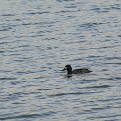Aythya affinis