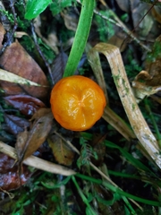 Hymenogloea papyracea