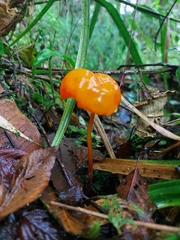 Hymenogloea papyracea