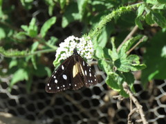 Amauris albimaculata