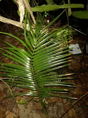Zamia paucijuga