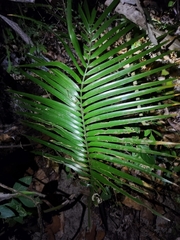 Zamia paucijuga