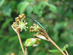 Hypocrites claviger laevipes