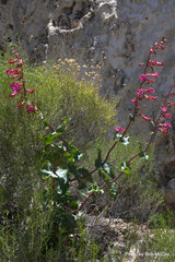 Penstemon stephensii
