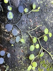 Peperomia rotundifolia