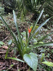 Aechmea tillandsioides