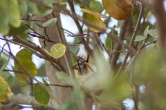 Leucolia violiceps