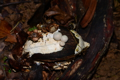 Geastrum schweinitzii