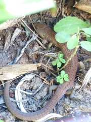 Cyclodomorphus casuarinae