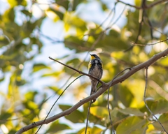 Setophaga coronata auduboni