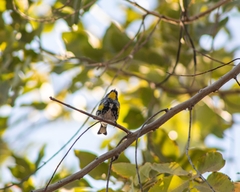 Setophaga coronata auduboni