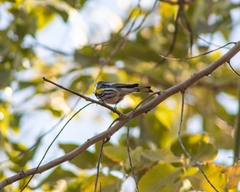 Setophaga coronata auduboni