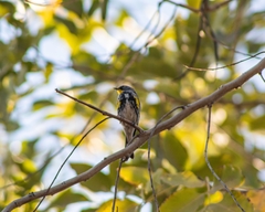 Setophaga coronata auduboni
