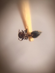 Crematogaster subnuda