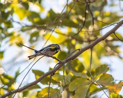 Setophaga coronata auduboni