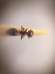 Crematogaster subnuda