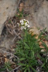 Schivereckia podolica
