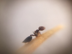 Crematogaster subnuda