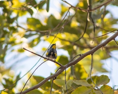 Setophaga coronata auduboni
