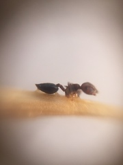 Crematogaster subnuda