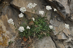 Schivereckia podolica