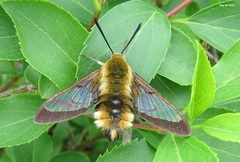 Hemaris affinis