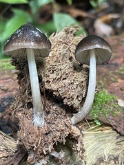 Pluteus cubensis
