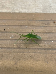 Homoeocerus lacertosus