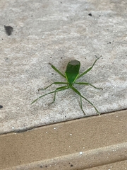 Homoeocerus lacertosus