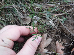 Lomatium piperi
